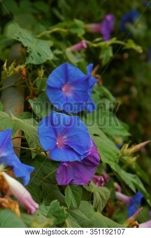 Morning Glory Ipomea Flower In Full Bloom