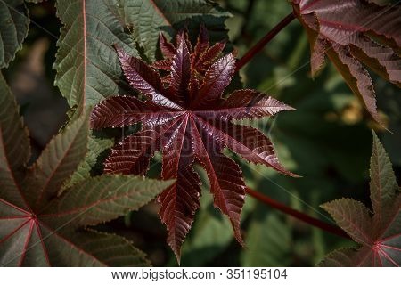Ricinus Communis In The Garden Behind The House