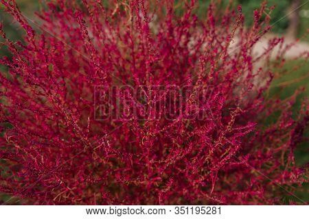 Kochia In The Garden Behind The House