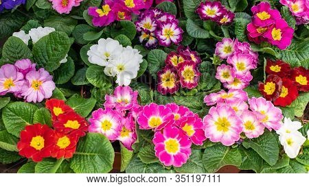 Primula Primrose Blossom Bloom Background Backdrop Design Panoramic. Red Pink Maroon Burgundy Cultiv