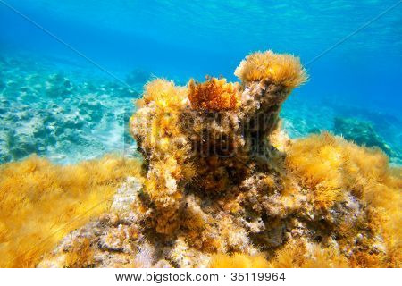 Ibiza Formentera onderwater anemone zeegezicht in gouden en turkoois