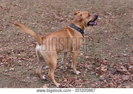 Cute American Pit Bull Terrier Puppy Is Standing On An Orange Leaves In The Autumn Park. Pet Animals