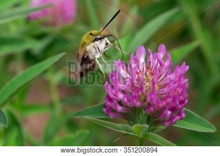 Hyles Lineata Is Gathering Pollen From A Clover Flower On A Spring Meadow.