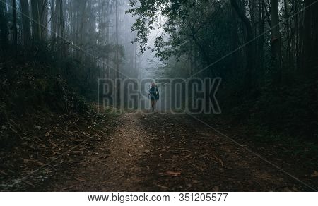 Way Of Saint James In Nothern Spain. Pilgrim Backpacker Female Going By The Path Through Eucalyptus 