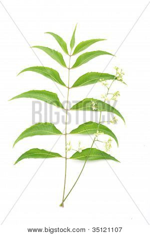 Neem listy azadirachta Indica