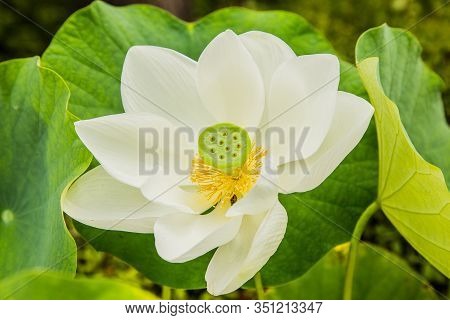 Macro Photography Of White Lotus Flower Surrounded By Leaves