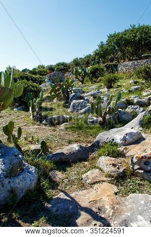 Coastal Path With Prickly Pears Cactuses Near Leuca, Puglia, Italy