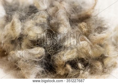 Macro Multi-colored Wool Lies On The Table. Dog Hair After Grooming. Background. Isolated