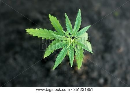Cannabis Seedlings Are Grown On Soil For The Production Of Cbd Hemp Oil For The Health Of Cats And D