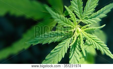 Cannabis As Herbal Alternative Medicine And Chemical Therapy, Healthcare, And Medical Science. Resea