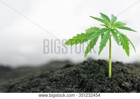 Plant From Cannabis, Hemp Seedlings At The Stage Of Vegetation Is Planted In The Ground In Sun. Tech