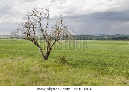Isolated Tree In The Field