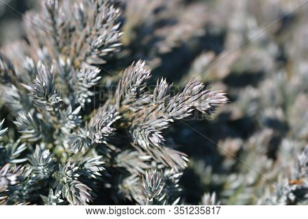 Flaky Juniper Blue Star - Latin Name - Juniperus Squamata Blue Star