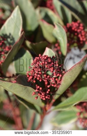 Skimmia Perosa Flower Buds - Latin Name - Skimmia Japonica Perosa