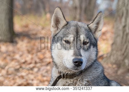 Portrait Of A Dog Breed West Siberian Laika