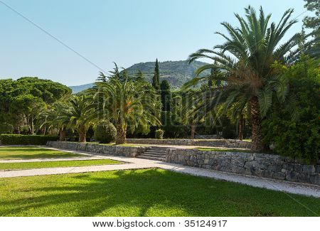 Estate parco con palme (montenegro)