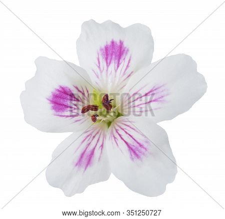 Pelargonium Flower Head  Isolated On White Background