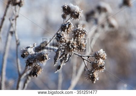 Natural Background With Frozen Dry Thistle Covered With Shiny Transparent Frosty Crystals In A Frost