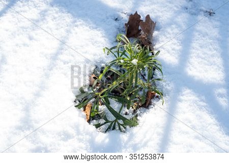 The Monetchatogo Loosestrife Plant. Meadow Tea Lysimachia Nummularia