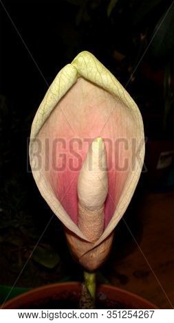 Blossoming Of Plant, Belonging To The Family Araceae, Amorphophallus Bulbife Close-up