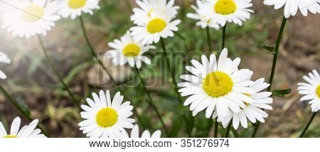 White Daisy Flower. Flower In Garden At Sunny Summer Or Spring Day. Flower For Postcard Beauty Decor