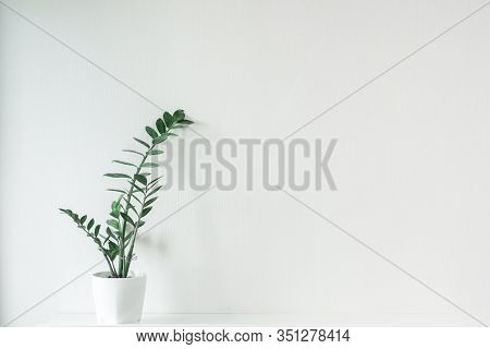 Green Plant Flower In A White Pot On A White Background.