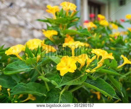 Flowering Of Yellow Enotera In A European City