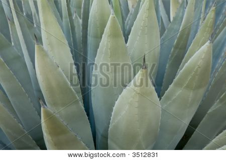 Pianta di agave