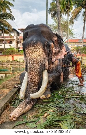 Fort Kochi, India - November 25, 2019: Unidentified man washing temple elephan in Cochin, Kerala, India