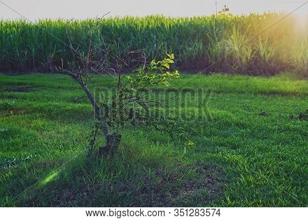 Dying Lime Fruit Tree On A Sugar Cane Farm In Late Afternoon Light