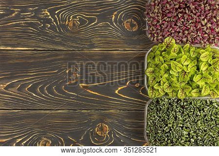 On A Dark Brown Background - Three Boxes With Microgreens Of Amaranth, Sorrel And Mizuna Cabbage. Co