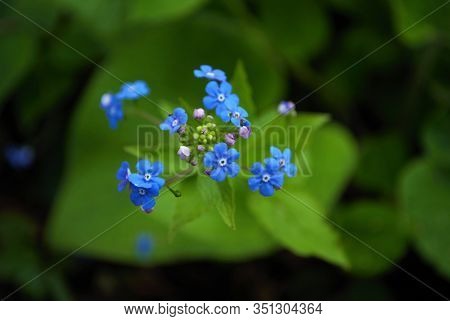 Close Up Of Itty Bitty Blue Forget Me Not In My Garden Myosotis Alpestris Sylvatica