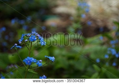 Close Up Of Itty Bitty Blue Forget Me Not In My Garden Myosotis Alpestris Sylvatica