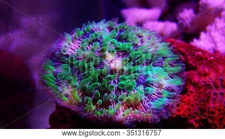 Green Polyp Plate Coral - Fungia (fungiidae) Lps Coral