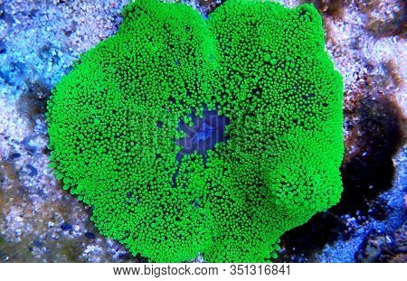 Green Toxic Carpet Anemone - Stichodactyla Haddoni