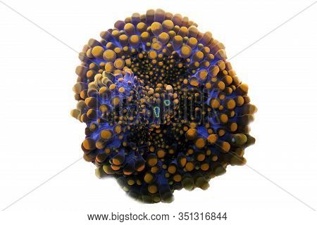 Orange Tip Mushroom Soft Coral - Ricordea Yuma