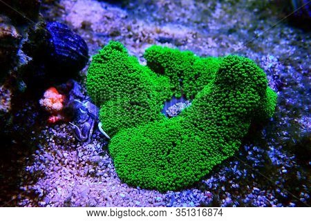Green Toxic Carpet Anemone - Stichodactyla Haddoni