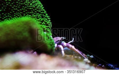 White Porcelain Anemone Crab - Neopetrolisthes Maculatus