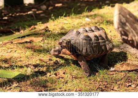 Red-footed Tortoise Chelonoidis Carbonaria