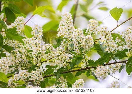 White Flowers Blooming Bird Cherry. Bird Cherry Tree In Blossom. Close-up Of A Flowering Prunus Padu