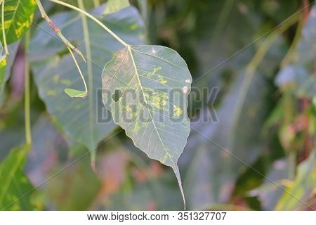 Leaf Pipal Background, Close Up Of Autumn Leaf