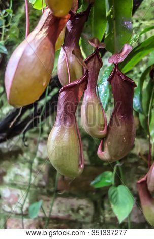 Tropical Philippine Liana Nepenthes Alata Blanco Carnivorous Plant With Insect Pitcher Trap Red Jug 