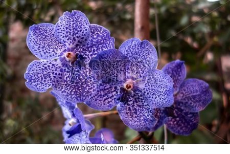 Beautiful Vanda Pachara Delight Orchid, A Cross Between Vanda Karulea And Vanda Gordon Dillon. Orchi