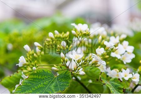 Beautiful White Tung Flower Blooms In Spring（tung Tree Flower）