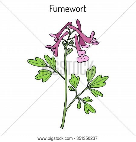 Fumewort Corydalis Solida , Medicinal Plant. Hand Drawn Botanical Vector Illustration