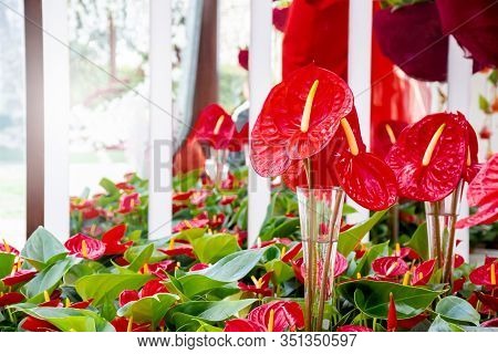 Beautiful Brightness Red Anthurium Andraeanum , Flamingo Flowers Or Tailflower, Painter's Palette, A