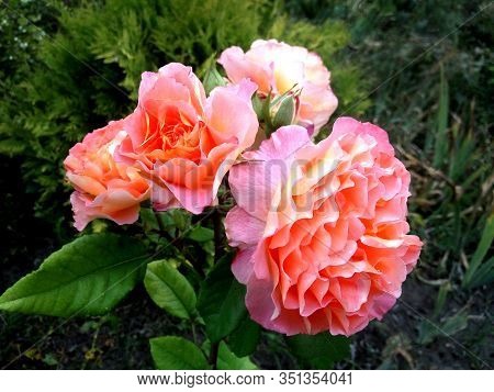 Vibrant Flowers Of Rose Cultivar Аugusta Luise In A Summer Garden. Blurred Background With Selective