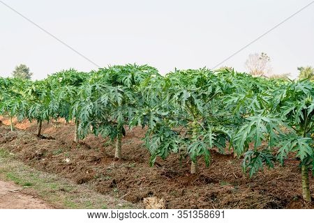 Papaya Fruit On Papaya Tree In Farm.