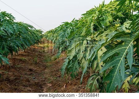 Papaya Fruit On Papaya Tree In Farm.