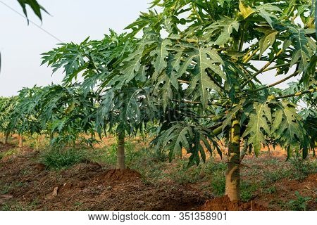 Papaya Fruit On Papaya Tree In Farm.